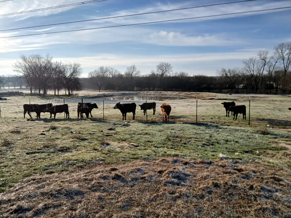 Black and red cattle grazing on a frosty North Texas pasture